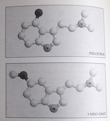 Illustrazione delle molecole